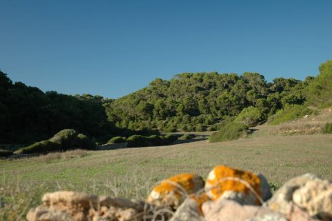 Paisatge menorquí